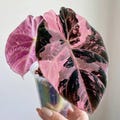 Alocasia Black Velvet Pink Variegated Corms, Rare Alocasia Bulbs, Rooted Starter Plant, Phytosanitary Certificate product logo