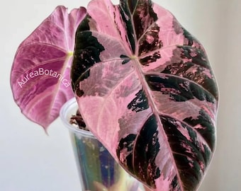 Alocasia Black Velvet Pink, bunte Knollen, seltene Alocasia-Zwiebeln, verwurzelte Starterpflanze, pflanzengesundheitliches Zertifikat