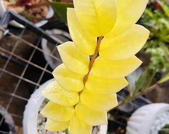 Yellow Variegated ZZ Plant Cuttings, Zamioculcas Zamiifolia, Rooted Cutting Indoor Plant, Phytosanitary Certificate