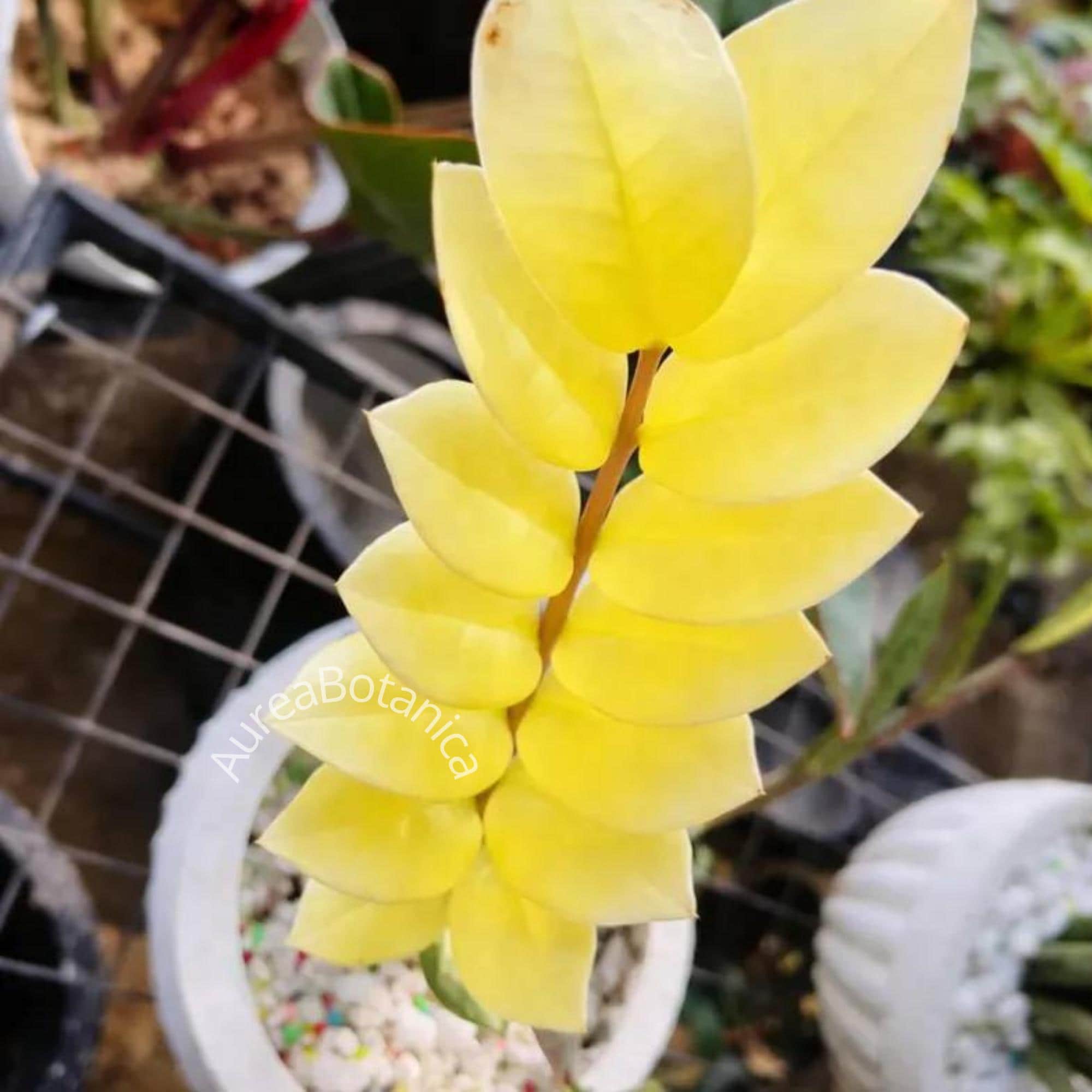 Zamia - Etsy sterreich