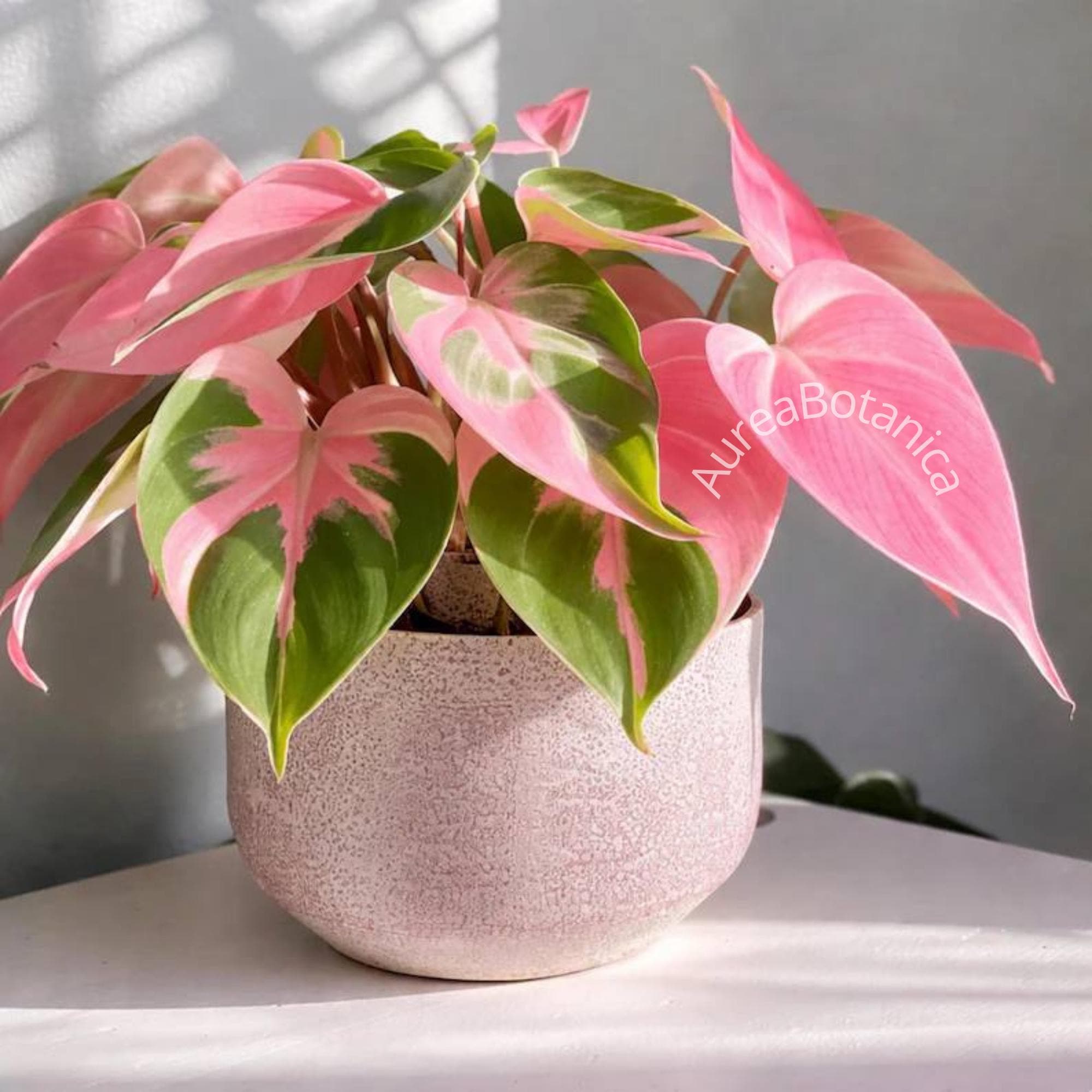 Anthurium variegated - Etsy 日本