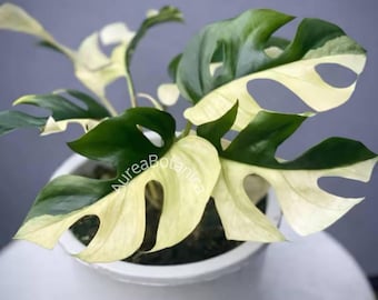 Mini Monstera Albo Half Moon, esquejes enraizados de Rhaphidophora Tetrasperma variegada (rara), certificado fitosanitario.