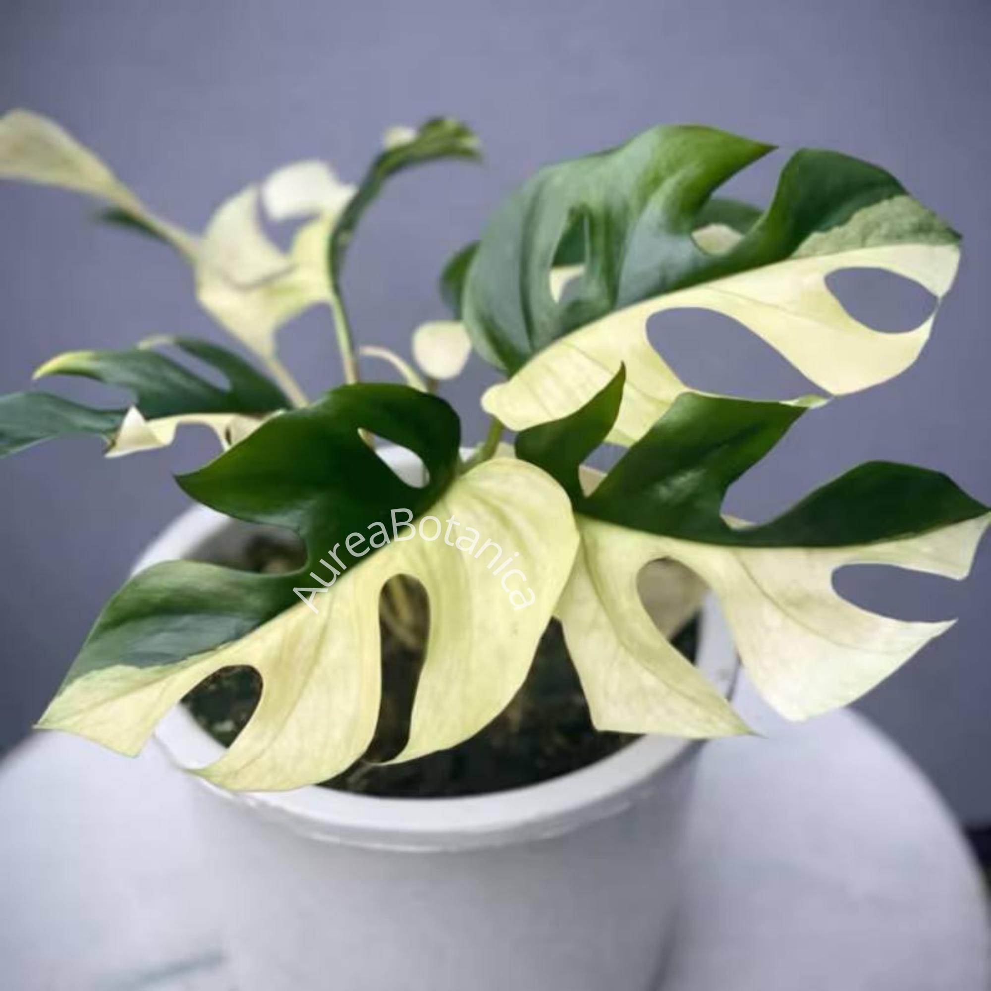 monstera thai constellation creme brulee Monstera Thai Constellation Crème Brûlée Steckling – whiteleafplants main image 1