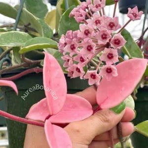 Hoya Krimson Queen Pink Variegated Sticklingar eller liten planta, Hoya Carnosa Variegata, växtskyddscertifikat