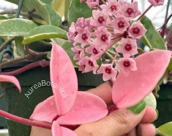 Hoya Krimson Queen roze bonte stekken of kleine plant, Hoya carnosa variegata, fytosanitair certificaat