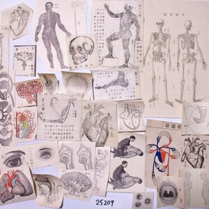 29 peças 1882 a 1925 Ilustração de anatomia de medicina japonesa antiga, pequeno recorte de papel efêmero, sucata 25209