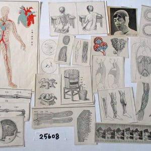 19 peças de ilustração de anatomia de medicina japonesa antiga, pequeno recorte de papel efêmero, 25608