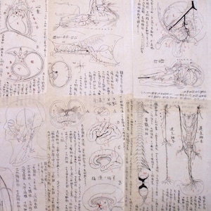 Cuaderno de notas manuscrito con ilustraciones japonesas antiguas de 6 páginas, década de 1900, papel efímero de anatomía, medicina vascular y neurología, 2501 K