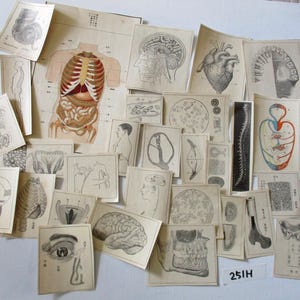 29 peças 1913s Medicina Japonesa Antiga Anatomia ilustração pequeno recorte de Papel Ephemera Scrap 251H