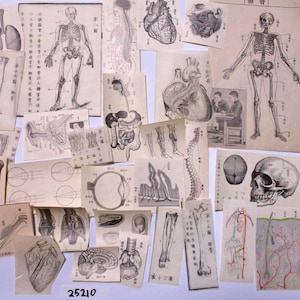 29 peças 1882 a 1925 Ilustração de anatomia de medicina japonesa antiga, pequeno recorte de papel efêmero, sucata 25210