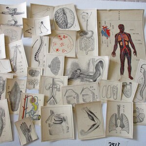 29 peças 1913s Medicina Japonesa Antiga Anatomia ilustração pequeno recorte de Papel Ephemera Scrap 251I