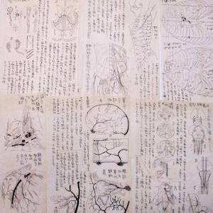 Cuaderno de notas manuscrito con ilustraciones japonesas antiguas de 6 páginas, década de 1900, papel efímero de anatomía, medicina vascular y neurología 2501F