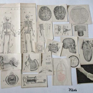 19 peças de ilustração de anatomia de medicina japonesa antiga, pequeno recorte de papel efêmero, 25606