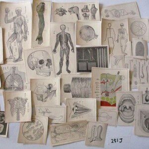 31pz 1913s Antica illustrazione di anatomia della medicina giapponese piccola ritagliata Carta Effimera Ritagli 251J