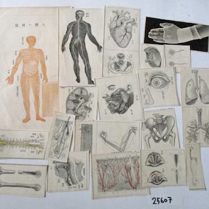 19 peças de ilustração de anatomia de medicina japonesa antiga, pequeno recorte de papel efêmero, 25607
