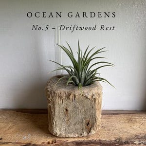 Ocean Gardens - No:5 Driftwood Rest