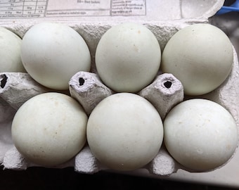 6 Fresh Runner Duck Eggs