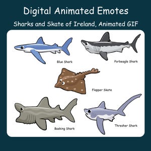 May include: Digital animated emotes featuring text Digital Animated Emotes Sharks and Skate of Ireland, Animated GIF. Illustrations include a blue shark, porbeagle shark, flapper skate, basking shark, and thresher shark with their names labeled.