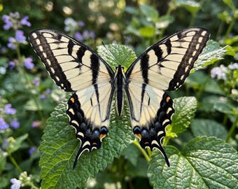 Motyle Taxedermy | Prawdziwy Zebra Swallowtail Niezamontowany Lot Entomology Craft Supply Dark Academia Nature