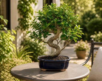 Ficus Bonsai Tree Live Plant, Indoor Bonsai in Ceramic Pot, Beginner Friendly Houseplant, Office Desk Decor Gift