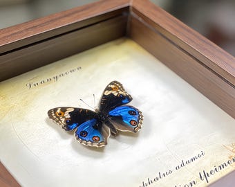 Framed Real Blue Pansy Butterfly Specimen • Handmade Taxidermy Shadow Box • Curio Cabinet Decor • Unique Gift for Entomology & Nature Lovers