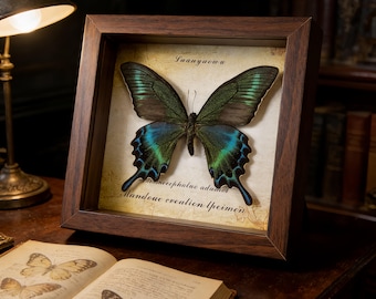 Mariposa cola de golondrina azul iridiscente real enmarcada / Arte mural de taxidermia / Decoración de entomología natural / Regalo único y curioso para amantes de la naturaleza