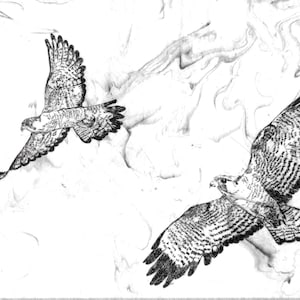 May include: Two detailed black and white illustrations of birds in flight. The birds are depicted with outstretched wings, showcasing intricate feather patterns. The background features a marbled, abstract design.