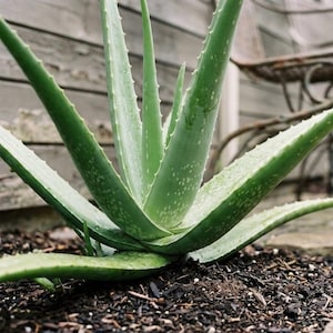 Aloe Plant Seeds - Etsy