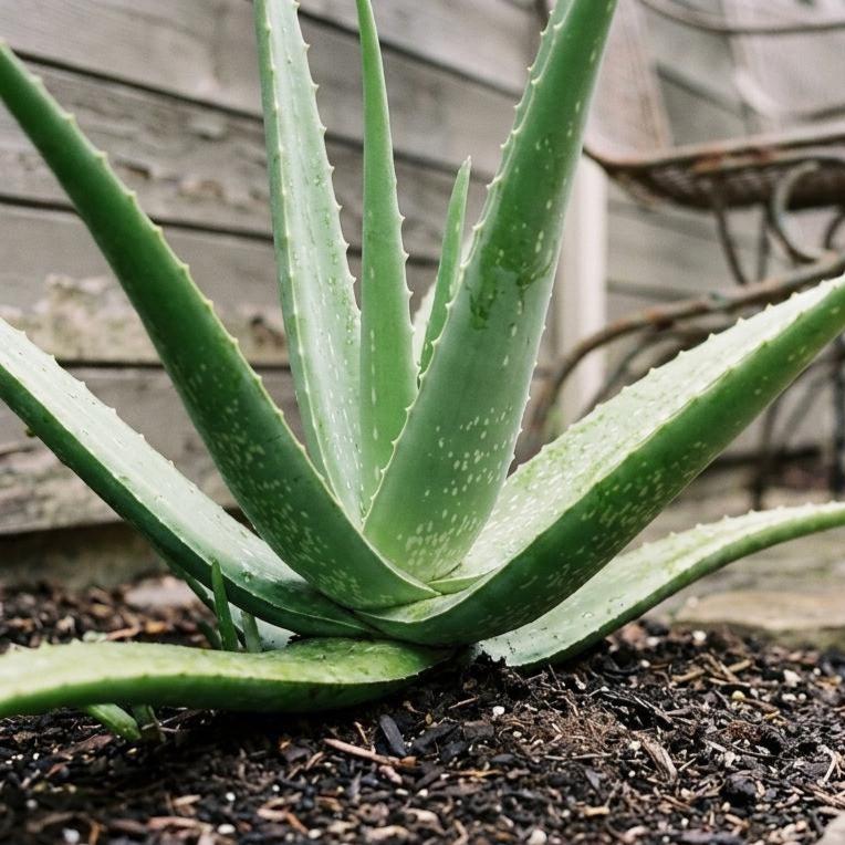 Aloe Pearls - Etsy