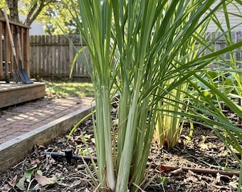 Citronella Grass Seeds 50 Count | Fragrant Perennial for Patio & Container Gardens