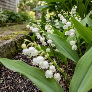 May include: Close-up of lily of the valley plants with small, white, bell-shaped flowers. The flowers are clustered on green stems, surrounded by large, green leaves. The plants are growing in dark soil, with a stone wall and greenery in the background.