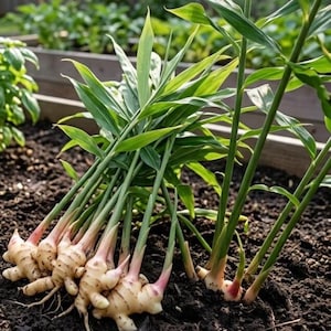 Ginger Seeds - Etsy