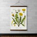 Dandelion Botanical Chart Wall Hanging, Wood Poster Hanger, Canvas Print, Walnut or White Oak Wood, Brass Hardware,  Gift for Her, Tapestry