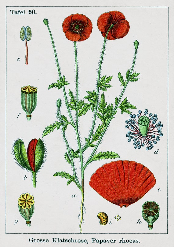 Botanical Chart Poster