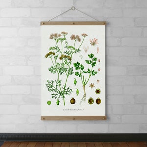 Coriander Botanical Chart Wall Hanging, Canvas Print, Wood Poster Hangers, Walnut & White Oak with Brass Hardware, Framed Art Gift for Her