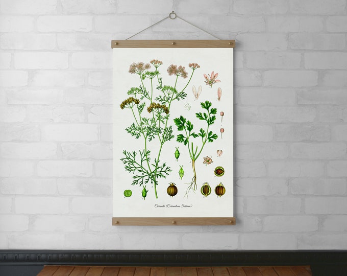 Coriander Botanical Chart