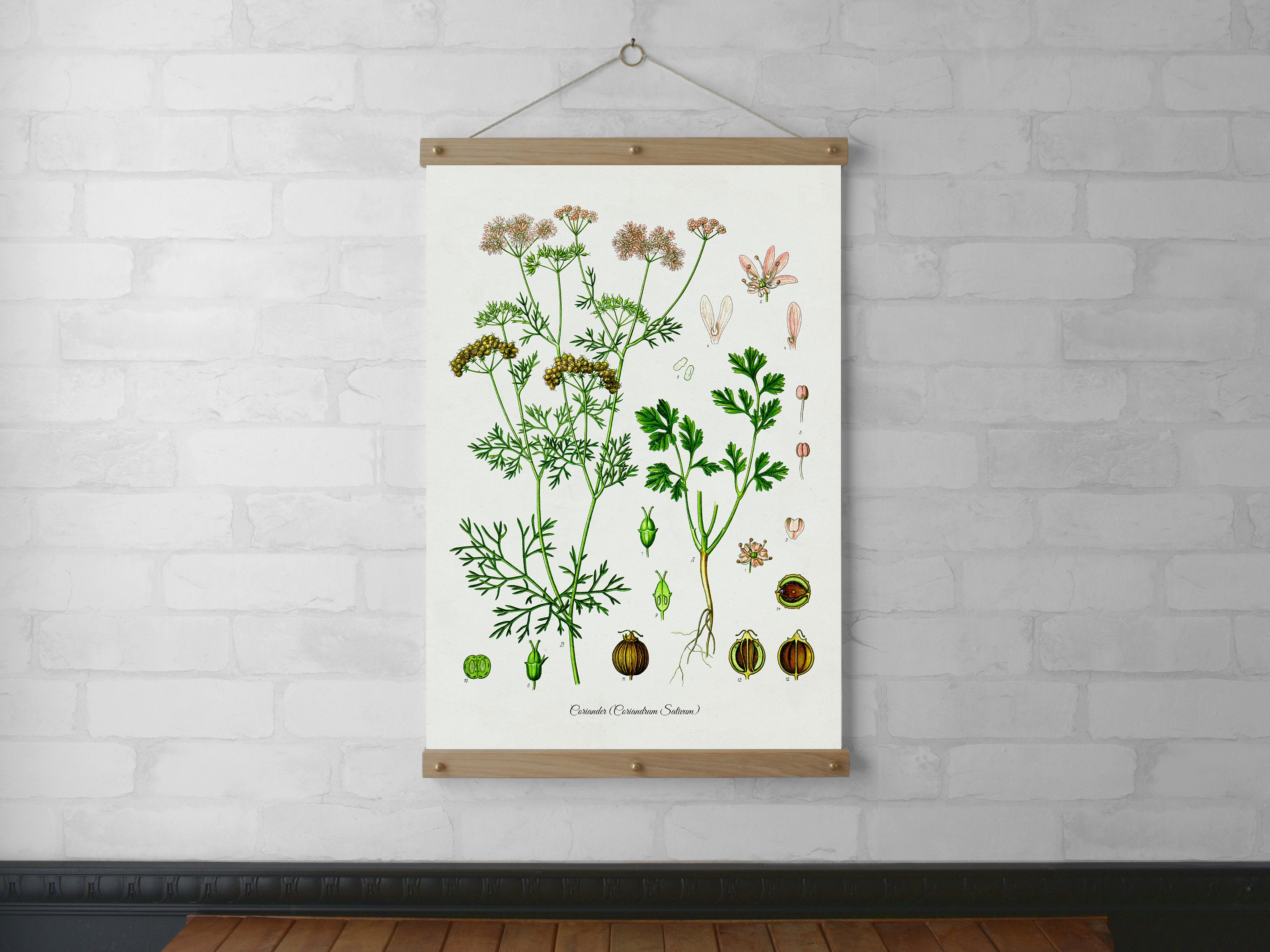 Coriander Companion Planting Chart