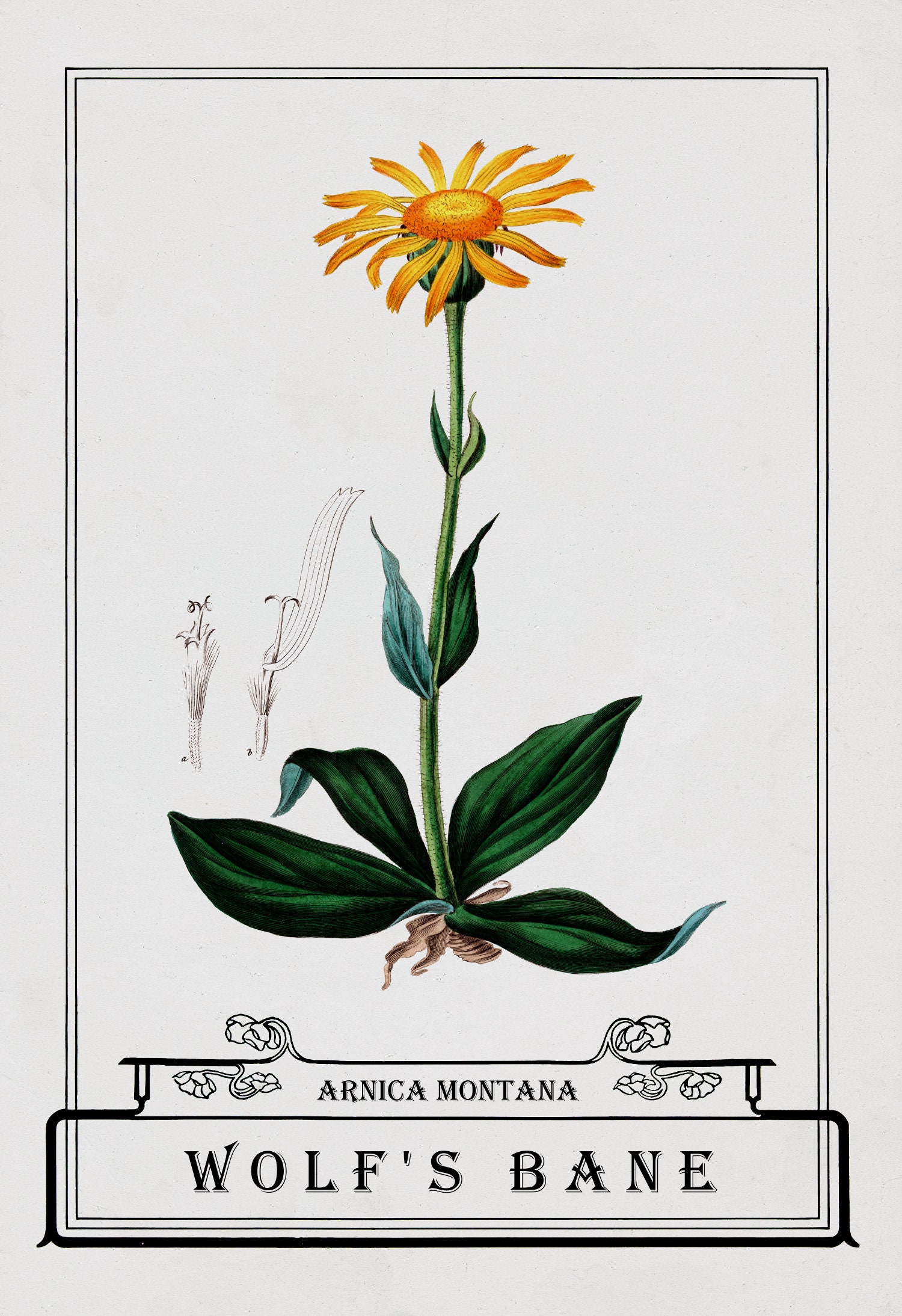 Botanical Chart Print