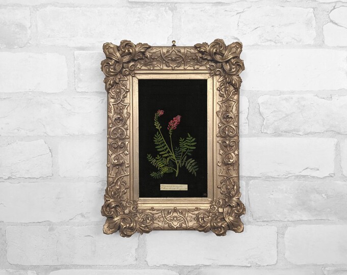 No. 47 - French Honeysuckle