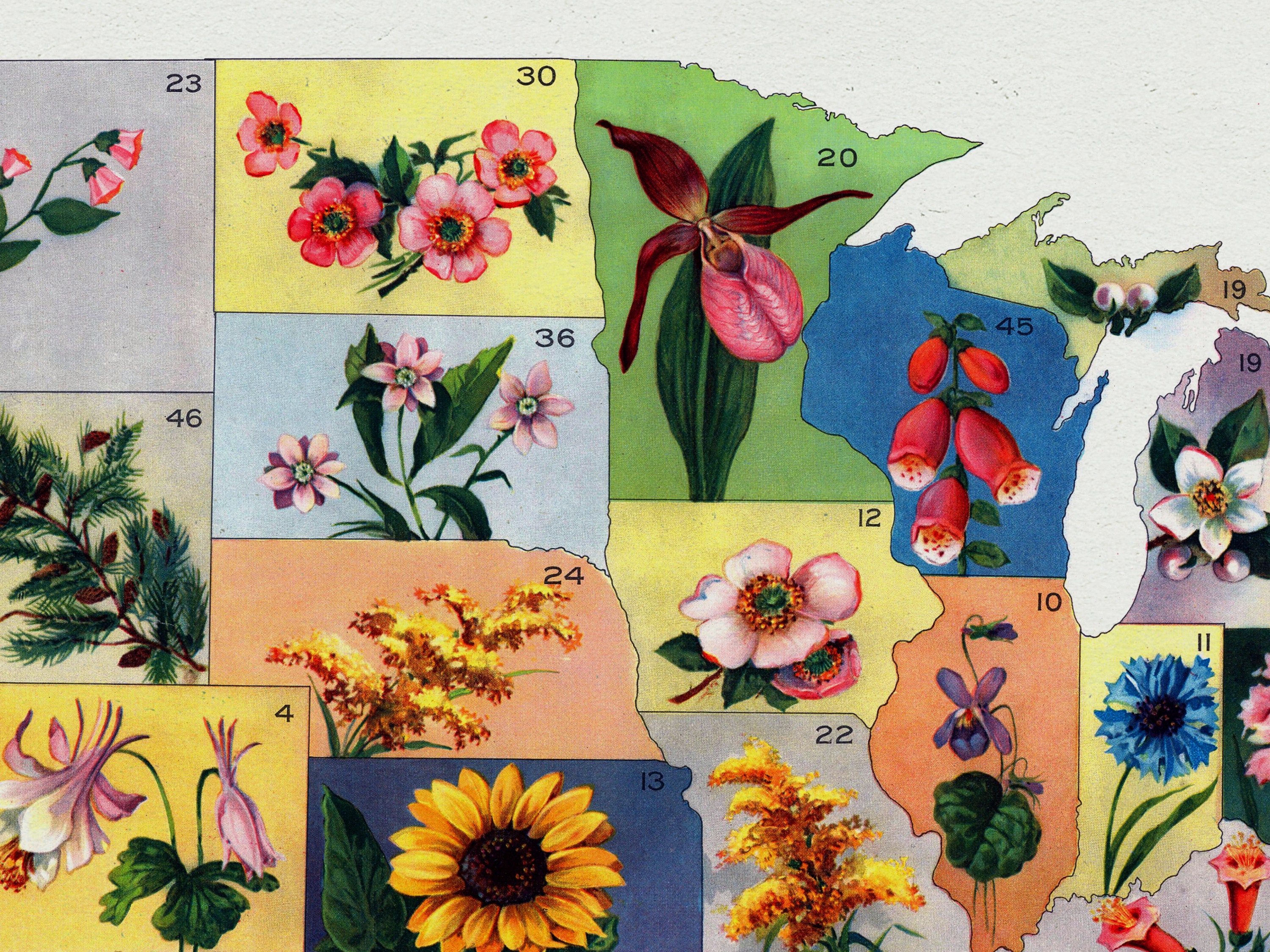 United States Flower Map