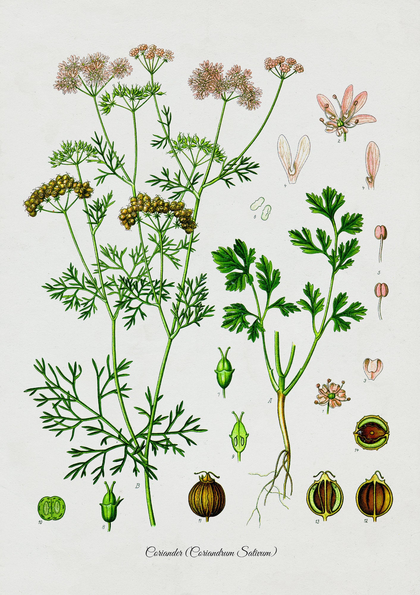 Coriander Botanical Chart