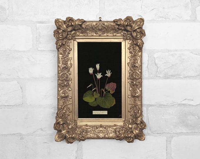 No. 46 - Cyclamen