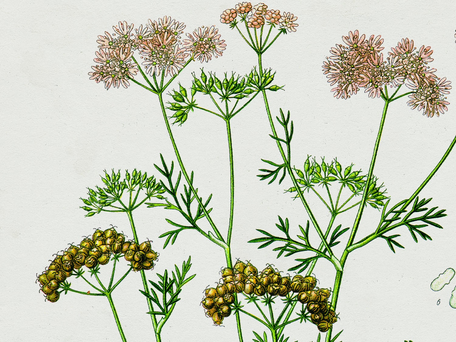 Coriander Botanical Chart