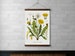 Dandelion Botanical Chart Wall Hanging, Wood Poster Hanger, Canvas Print, Walnut or White Oak Wood, Brass Hardware,  Gift for Her, Tapestry 