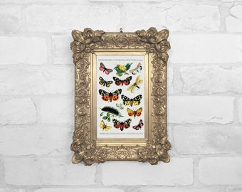 Small Gold or Black Ornate Framed Canvas Print | Antique Oil Painting Reproduction | Art Gift | Mothers Day Gift | No.56 - Butterflies