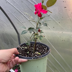 May include: A potted rose plant with vibrant magenta flowers and green leaves. The plant is in a light green plastic pot, held by a hand. The background is a greenhouse setting with a translucent covering.