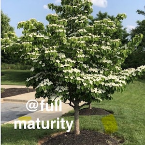 White Kousa Dogwood tree (1) live bare root