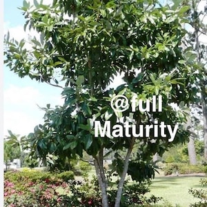 May include: A deciduous tree with a light gray trunk and dense green foliage, featuring the white text @full Maturity overlaid on the center of the branches. The tree stands in a garden setting with green grass and low-lying flowering shrubs.
