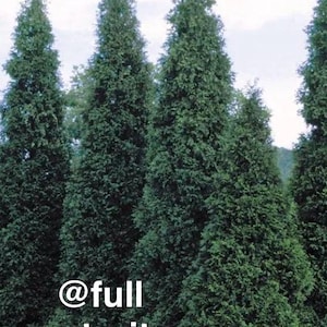 May include: A group of tall, narrow, evergreen arborvitae trees with dense, dark green foliage. The trees have a conical shape and are shown at full maturity. The text @full maturity is overlaid in white on the lower left side of the image.