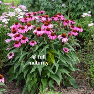 May include: A vibrant cluster of pink coneflowers with dark brown centers and green foliage. The flowers are in full bloom, surrounded by other plants. The text "@ full maturity" is visible in the image.